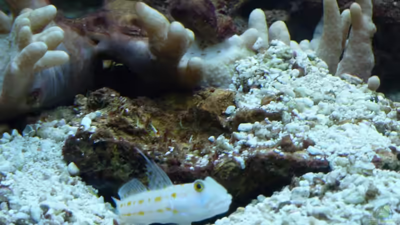 Aquarien mit Valenciennea puellaris (Maiden-Schläfergrundel)