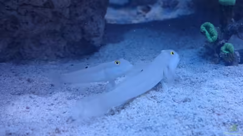 Valenciennea sexguttata - Sechspunkt Schläfergrundel von ~Elena~ (27)