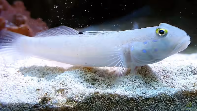 Aquarien mit Valenciennea sexguttata (Sechspunkt-Schläfergrundel)