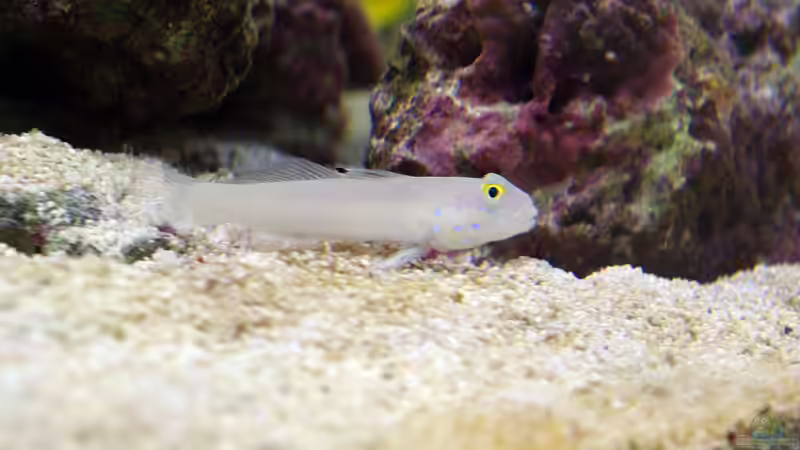 Valenciennea sexguttata von Dominik N. (46)