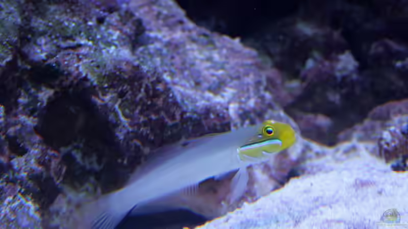 Aquarien mit Valenciennea strigata (Goldstirn-Schläfergrundel)