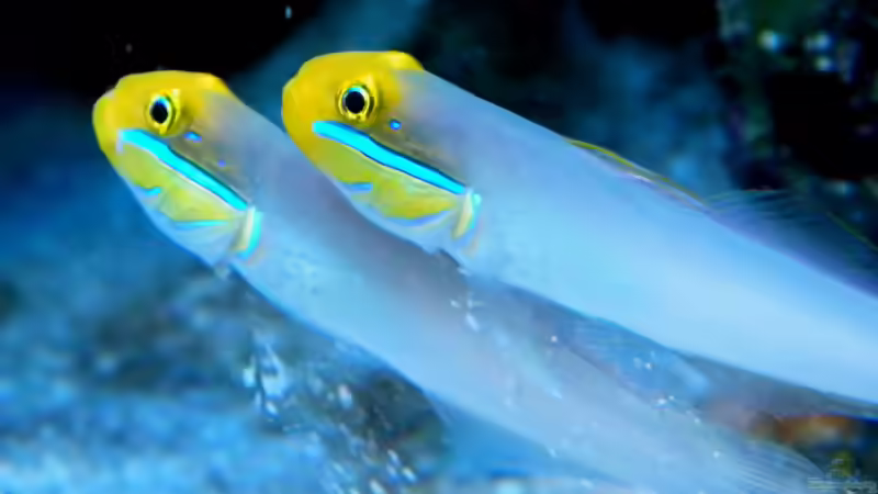 Valenciennea strigata von Malawigo (95)