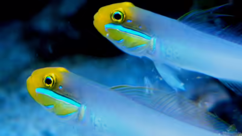 Valenciennea strigata von Malawigo (96)