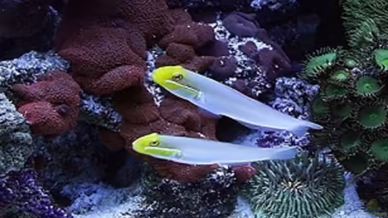 Valenciennea strigata von Petra Kallmeyer (19)