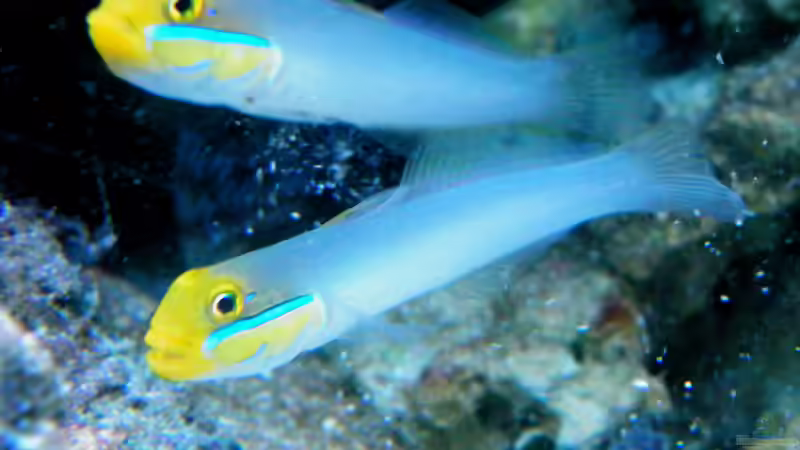 Aquarien mit Valenciennea strigata (Goldstirn-Schläfergrundel)