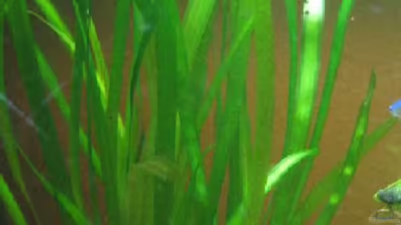 Valesneria Gigantea von Frank Förster (3)