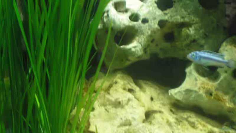 Valesneria ´spiralis´ (Glattblättrige Valesneria) von Bredo1904 (7)