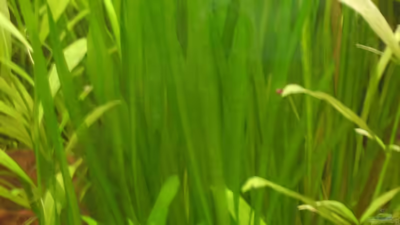 Valesnerie von Robin Braun (2)