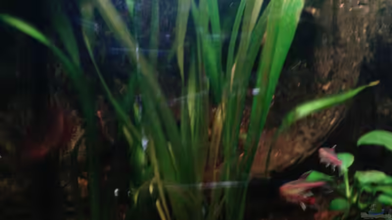 Valesnerien von Snow-white89 (5)