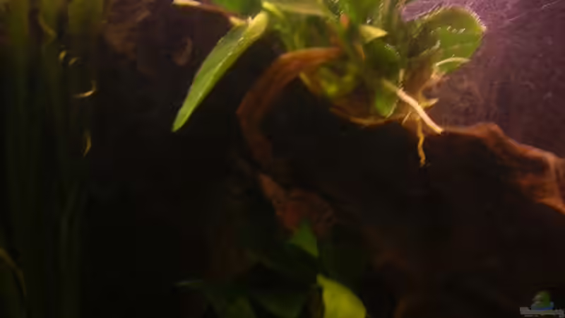 Valesnierie von Jan Meents (7)