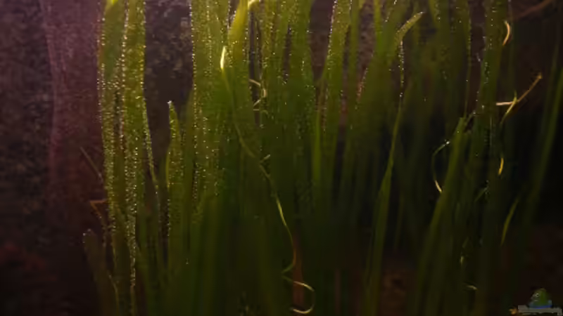 Valesnierie von Jan Meents (8)