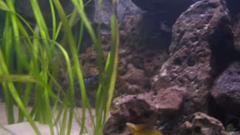 Vali 2 von Gladbacherfohlen86 (12)