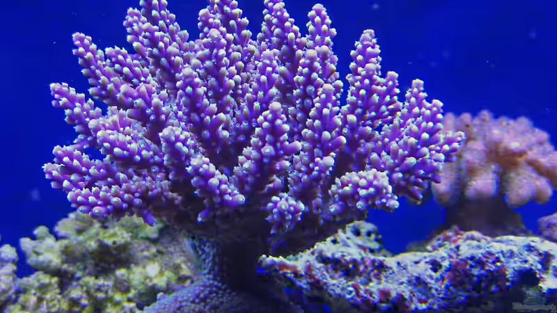 Valida wurde verkauft da sie zu groß wurde. von Jürgen Krohmer (10)