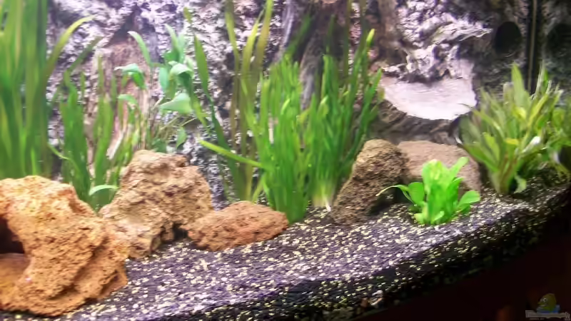 Valis.gigantea;vals.;Wasserkelch Nevili;Polysperma von Tobias Höning (7)