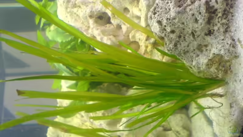 Valisineria Spiralis von Turgut Sen (4)