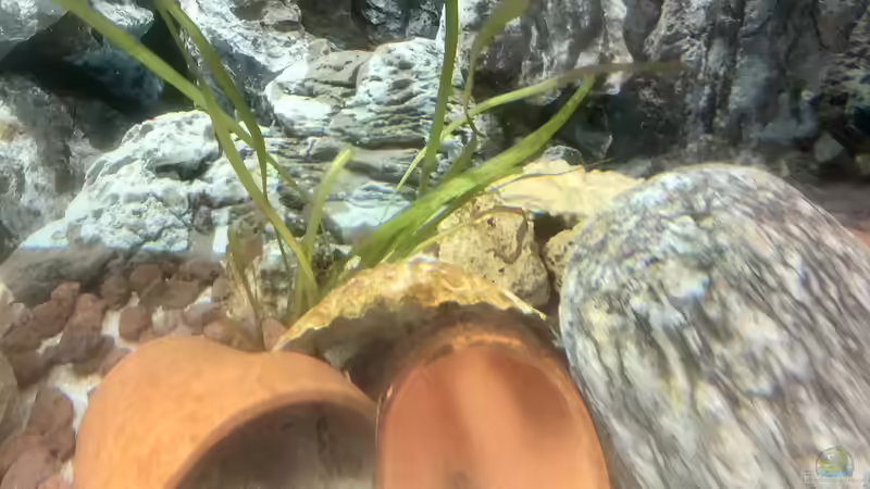 Valisneria - sie ist erst seit kurzem im Becken und muss erst noch wachsen... von Helga Kury (3)