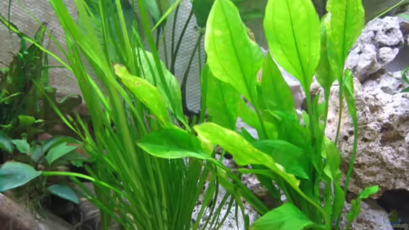 Valisneria, Echinodorus von Klaus Hagemann (9)