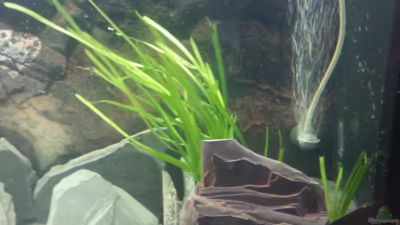 Valisneria 26.11.2012 von Volker (19)