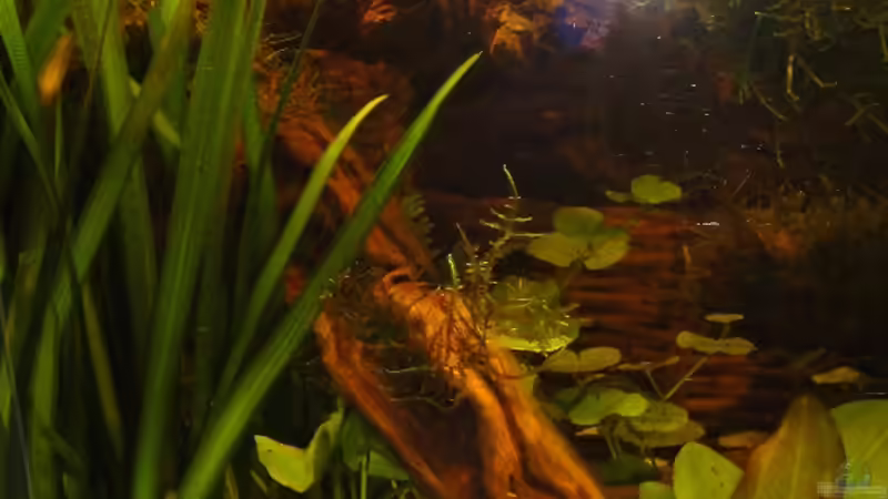 Valisneria Gigantea/ Echinodorus ´red diamond´ von Pam (5)