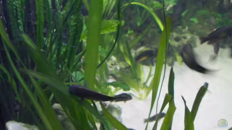 Valisneria gigantea und eine Crypto von Sven Ufer (5)