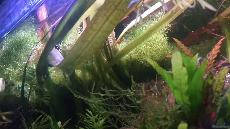 Valisneria gigantea von Harald Kästner (18)