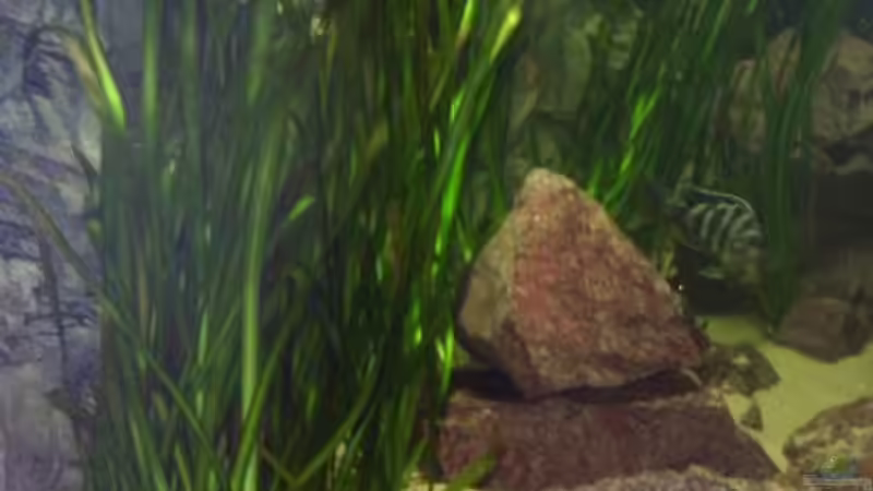 Valisneria gigantea von Jürgen Herb (12)