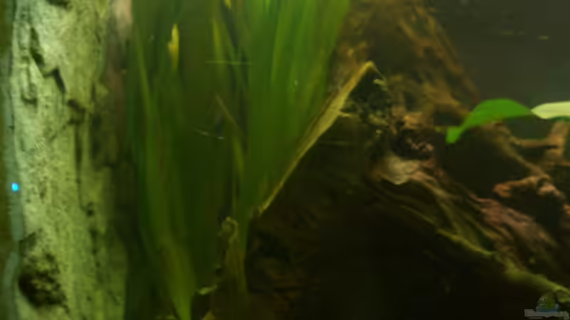 Valisneria gigantea von Knorpelfisch (15)