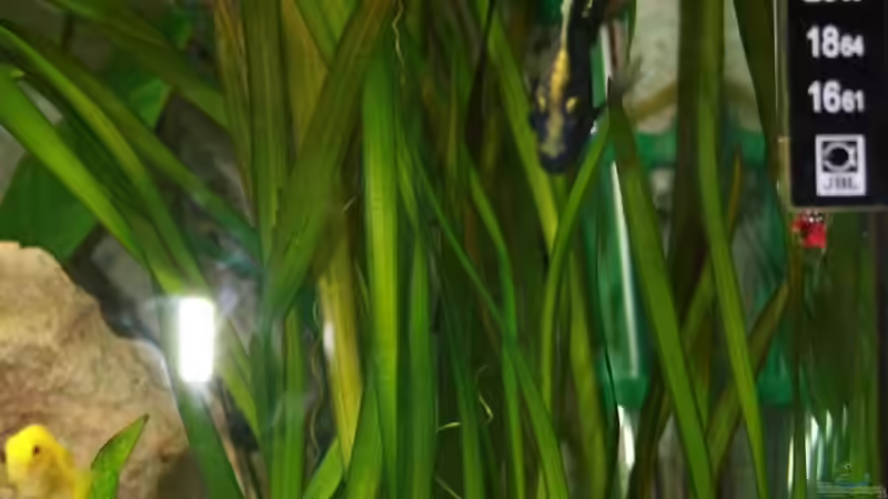 Valisneria Giganthea von Cornelius Ohligschläger (5)