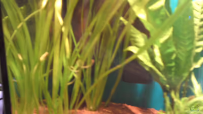 Valisneria mit Heizung und Filter von Tobias Weber (3)