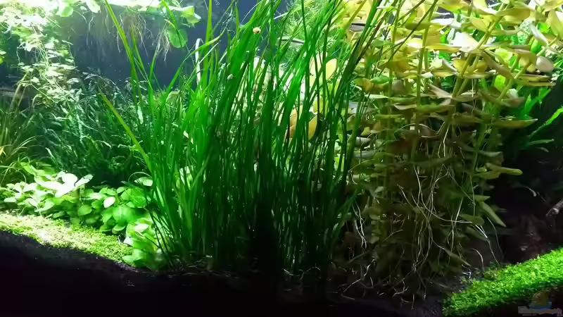 Valisneria nana + Bacopa carolinia 17.03.2018 von C-NA (23)