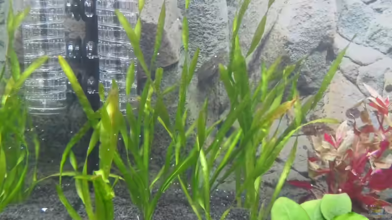 Valisneria sp.Natans von Uwe M. (14)