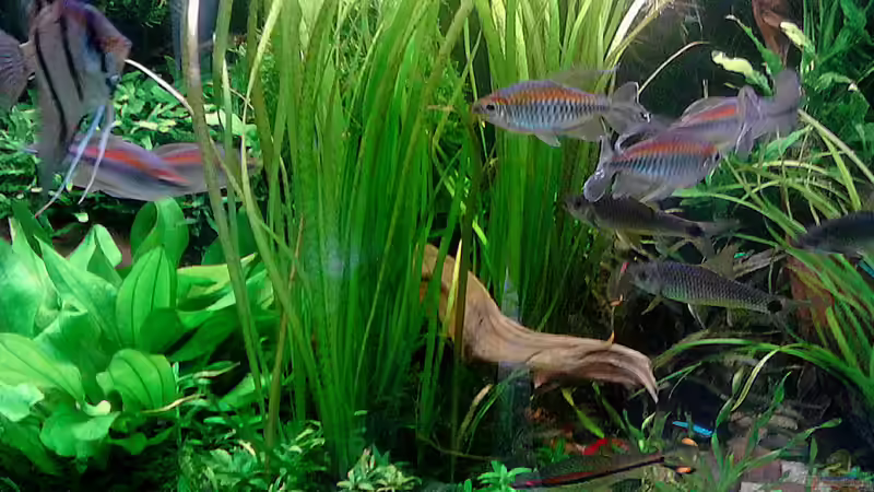 Valisneria spiralis Tiger neu Mai 2015 von Grünhexe (126)