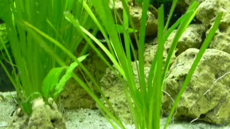 Valisneria Spiralis von djhitek (7)