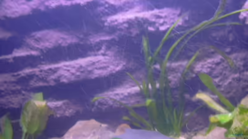 Valisneria Spiralis von Marco Sauer (3)