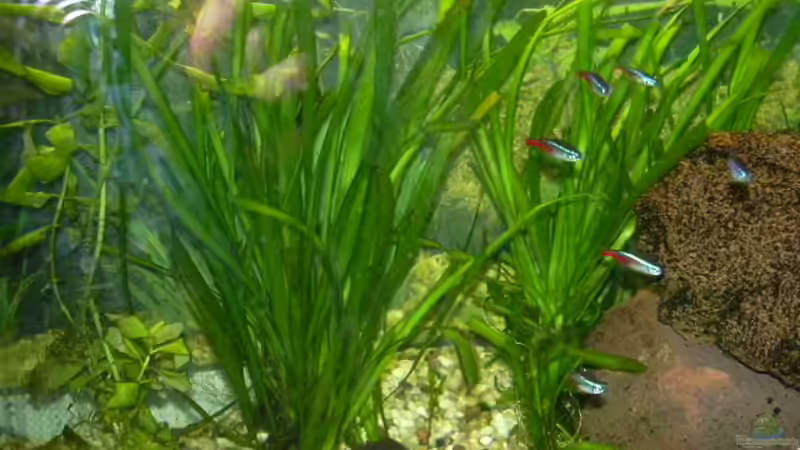 Valisneria spiralis von Marco Sauer (4)