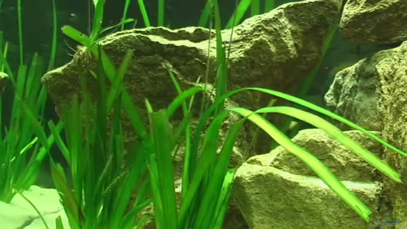 Valisneria spiralis von Olli N. (6)