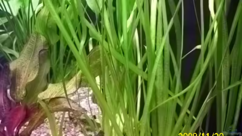 Valisneria spiralis von Spunk (7)