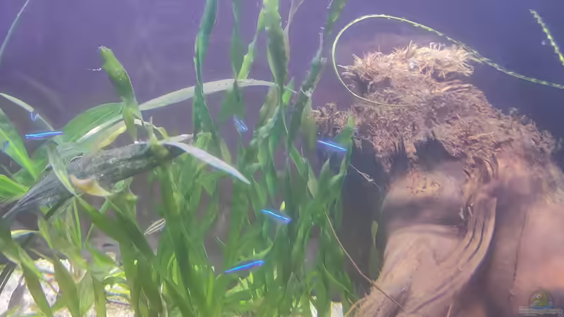 Valisneria tortuosa von Max Wolf (4)