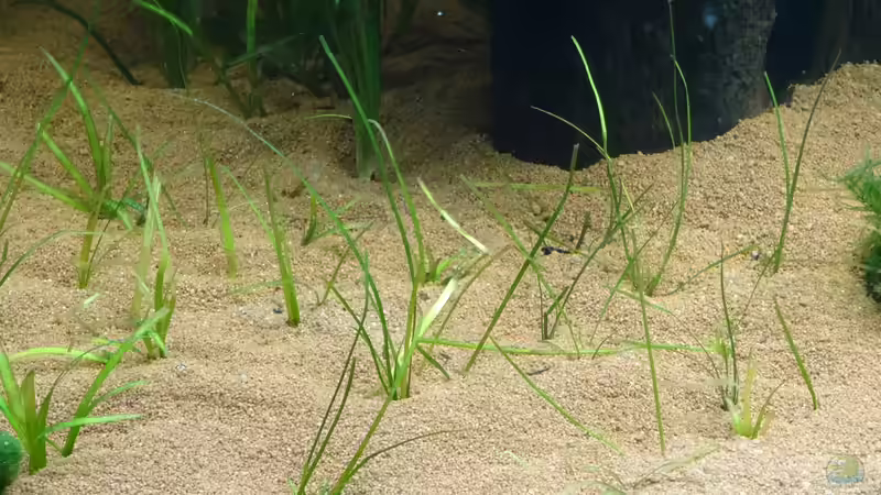 Valisneria Totra von coachdriver_uwe (29)