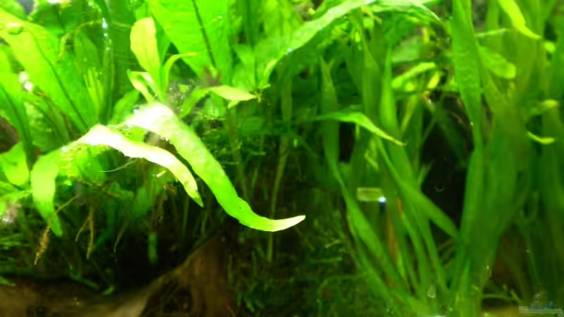 Valisneria und Javafarn von Marc Joist (11)