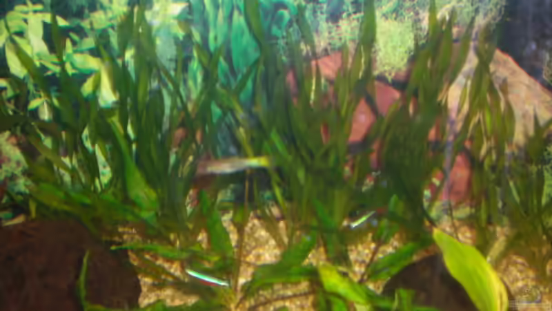 Valisneria von ActionJackson (13)