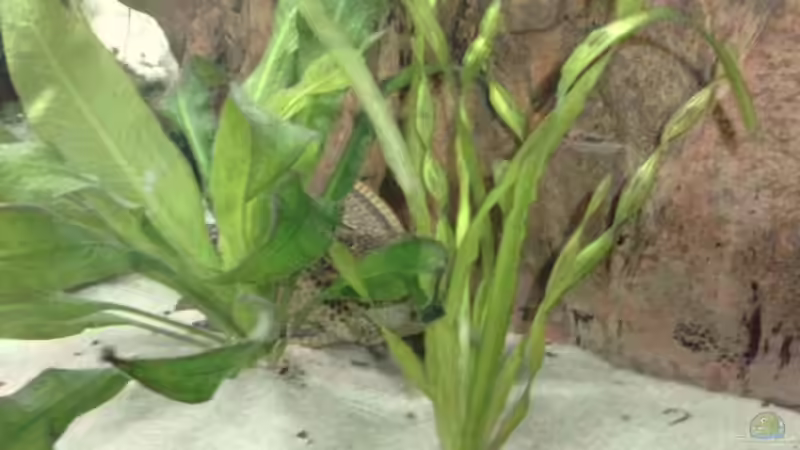 Valisneria von Christian P. (3)