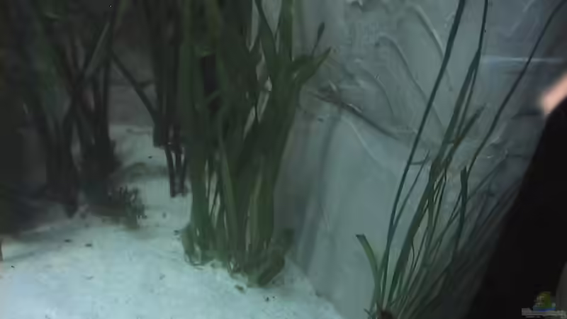 Valisneria von Ringo Baumung (7)