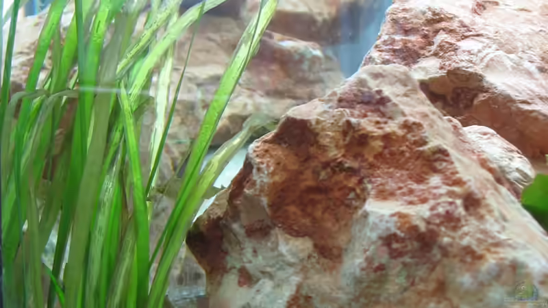 Valisneria von WSP (10)