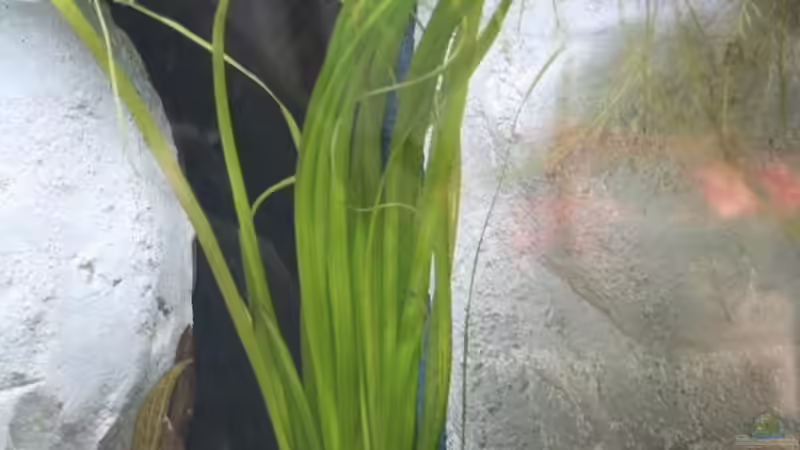 Valisnerie, schwimmt schön auf der wasseroberfläche von Marco Vasev (14)