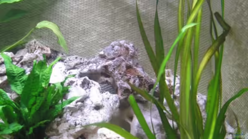 Valisnerie giganta und Lochgestein rechte Seite von Klaus Hagemann (7)