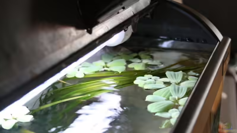 Valisnerie un dmuschelblume reduzieren zusätzlich das licht im becken von Marco Vasev (15)