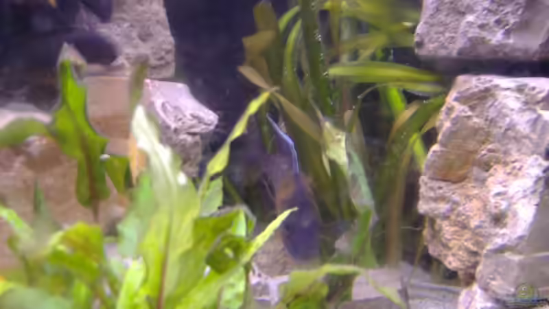 Valisnerie von Milatz Darian (11)