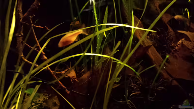 Valisnerien, Aponogeton, Laub von NRW (13)