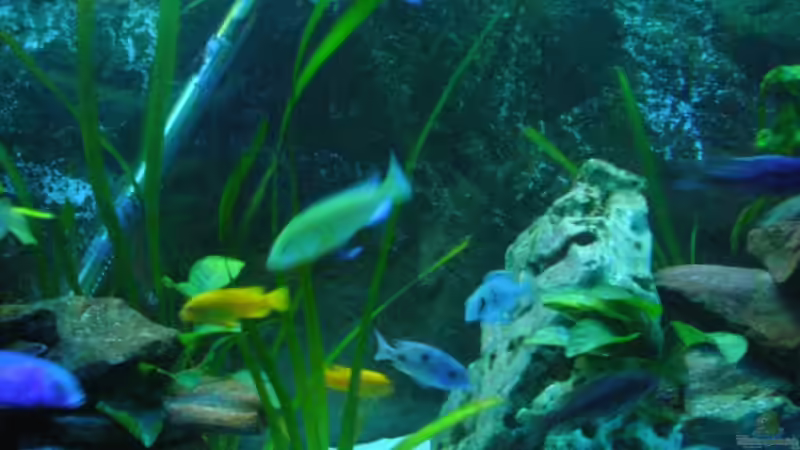 Valisnerien: der Frima Den... sei es gedankt von delphin (4)